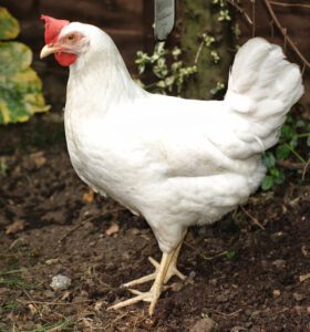 Best Types of Laying Hens For Eggs Production