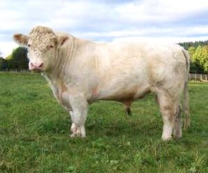 Whitebred Shorthorn Cattle Characteristics, Uses, Origin