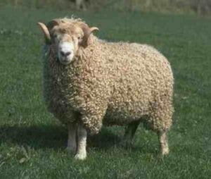 Whiteface Dartmoor Sheep Characteristics & Uses