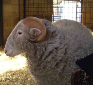Whitefaced Woodland Sheep Characteristics & Uses