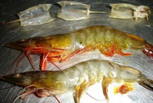 Whiteleg Shrimp Characteristics, Feeding, Breeding