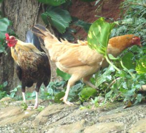 What Do Wild Chickens Eat (You Should Know)