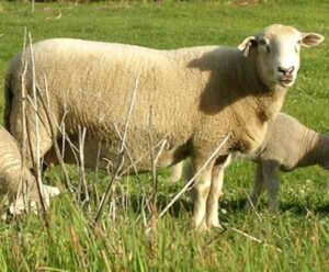 Wiltipoll Sheep Characteristics, Origin & Uses