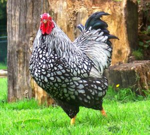 Wyandotte Chicken Farming: Business Starting Plan