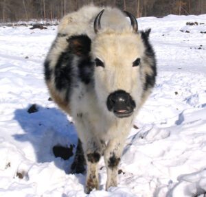 Yakutian Cattle Characteristics, Uses, Feeding, Breeding