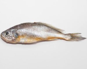 Yellow Croaker Fish Characteristics, Diet, Breeding