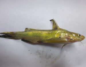 Yellowhead Catfish Characteristics, Diet, Breeding