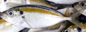 Yellowstripe Scad Fish Characteristics, Diet, Breeding