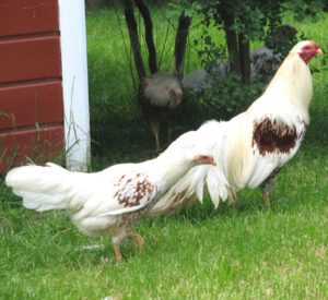 Yokohama Chicken Characteristics, Temperament & Origin