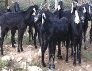 Zalawadi Goat Farming: Best Business Starting Plan