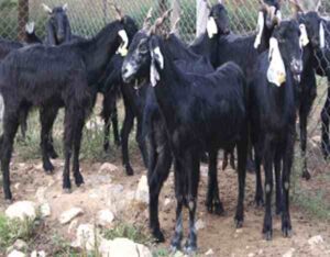 Zalawadi Goat Characteristics, Origin & Uses