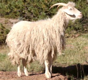 Zhongwei Goat Characteristics, Origin & Uses Info