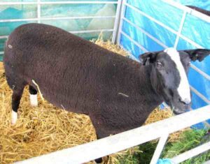 Zwartbles Sheep Characteristics, Origin & Uses