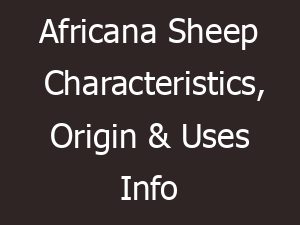 Africana Sheep Characteristics, Origin & Uses Info
