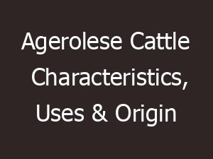 Agerolese Cattle Characteristics, Uses & Origin