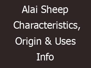 Alai Sheep Characteristics, Origin & Uses Info