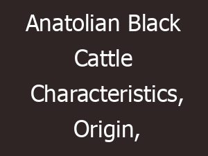Anatolian Black Cattle Characteristics, Origin, Uses