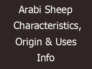 Arabi Sheep Characteristics, Origin & Uses Info