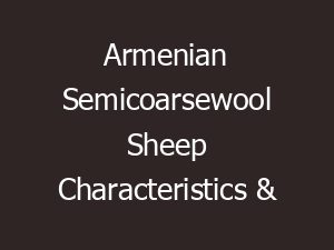 Armenian Semicoarsewool Sheep Characteristics & Uses