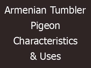 Armenian Tumbler Pigeon Characteristics & Uses