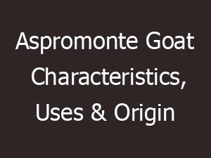 Aspromonte Goat Characteristics, Uses & Origin