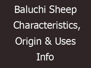 Baluchi Sheep Characteristics, Origin & Uses Info