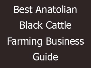 best anatolian black cattle farming business guide 24899