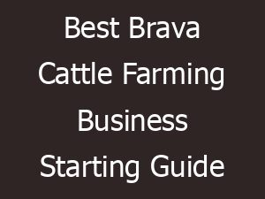 Brava Cattle Farming: Business Starting Guide