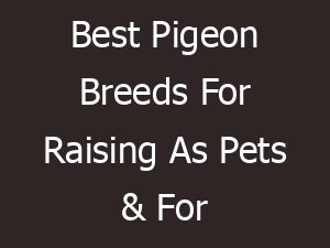 Best Pigeon Breeds For Raising As Pets & For Business