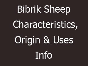 Bibrik Sheep Characteristics, Origin & Uses Info