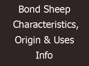 Bond Sheep Characteristics, Origin & Uses Info