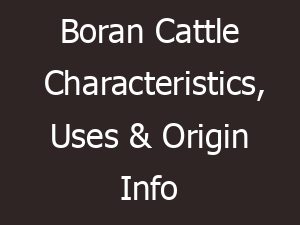 Boran Cattle Characteristics, Uses & Origin Info