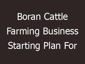 Boran Cattle Farming: Business Starting Plan for Beginners