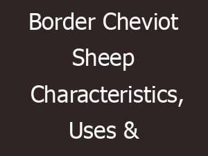 Border Cheviot Sheep Characteristics, Uses & Origin