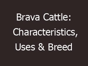 brava cattle characteristics uses breed information 11339