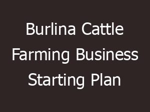 burlina cattle farming business starting plan 25922