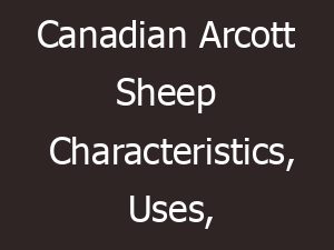 Canadian Arcott Sheep Characteristics, Uses, Origin
