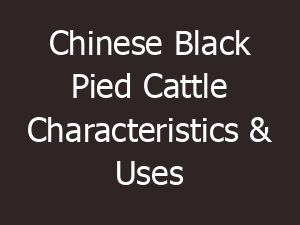 Chinese Black Pied Cattle Characteristics & Uses