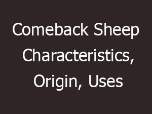 Comeback Sheep Characteristics, Origin, Uses