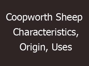 Coopworth Sheep Characteristics, Origin, Uses