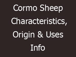 Cormo Sheep Characteristics, Origin & Uses Info