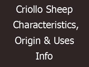 Criollo Sheep Characteristics, Origin & Uses Info