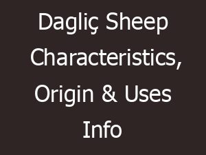 daglic sheep characteristics origin uses info 14505