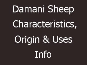 Damani Sheep Characteristics, Origin & Uses Info