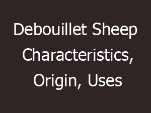 Debouillet Sheep Characteristics, Origin, Uses