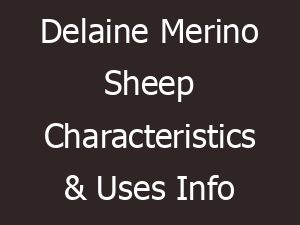 Delaine Merino Sheep Characteristics & Uses Info