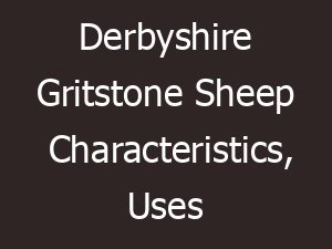 Derbyshire Gritstone Sheep Characteristics, Uses