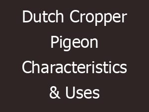 dutch cropper pigeon characteristics uses 12490