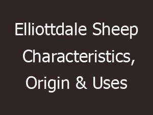 Elliottdale Sheep Characteristics, Origin & Uses