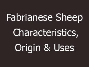 Fabrianese Sheep Characteristics, Origin & Uses